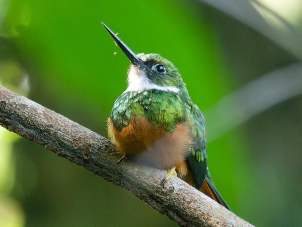 <h3><a href="/trips/costa-rica/biota/animalia/chordata/aves/039 piciformes/001 galbulidae/galbula ruficauda/galbula ruficauda-nl.html">Galbula&nbsp;ruficauda</a> / Rufous‑tailed&nbsp;jacamar / Roodstaartglansvogel</h3>OM-1 Mark II met M.300mm F4.0 + MC-14, 1/200 sec  bij F5.6, ISO 10000, afstand 16.5&nbsp;m